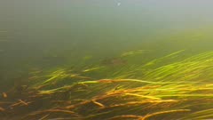 Underwater shot of reeds and fish in river avon