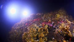 A SCUBA Diver's bright lights illuminate a colourful seabed in dark water, Oban Scotland