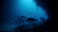 Underwater shot of cavern entrance with school of fish swimming 
