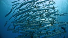 A large school of Barracuda swims in blue tropical ocean