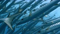 Close up shot of a large school of Barracuda swimming in blue tropical ocean