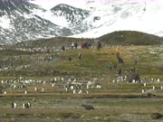 People Visit Penguin Colony South Sandwich Islands 