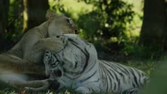 White Tiger - play fighting with lion