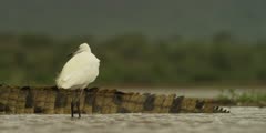 Little egret - watches crocodile then gets a fright