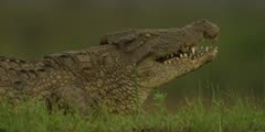 Nile crocodile - on land, eating