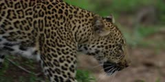 African Wildlife, edited compilation