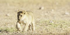 Lioness and cubs - cubs follow mother
