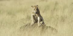 Lion cub on anthill, lies down, close shot