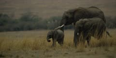 Elephant herd with baby walking, medium shot