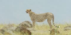 Cheetah with cubs walks out of frame