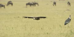 Vulture flying low over savanna to land at kill