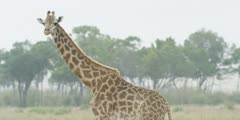 Masai Giraffe walking medium shot