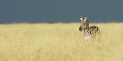 Zebra on the Savanna