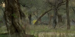 Mana Pools scenic - pan of forest