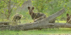 Wild dog - pack eating impala kill, hyena steals meat, medium shot