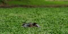 Hippo - peeking through hyacinth, close shot