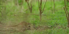 Squirrel - moving around on ground