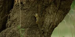 Squirrel - climbing up tree