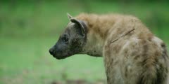 Hyena - old with one white, blind eye, facing away, close shot