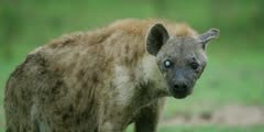 Hyena - old with one white, blind eye, close shot