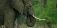 African Elephant - bull in forest, feeding, close shot