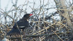Red-billed buffalo weaver (Bubalornis niger) - perched on nest