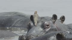 Hippopotamus (Hippopotamus amphibius) - in water with oxpecker, zoom in