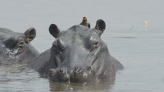 Hippopotamus (Hippopotamus amphibius) - with oxpecker on head