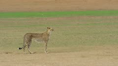 Cheetah (Acinonyx jubatus) - standing still as sun comes out, medium wide