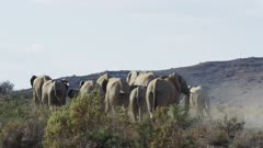 Karoo Elephants - Running away
