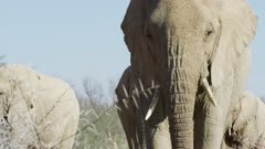 Karoo Elephants - Walking along riverbed toward camera