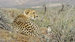 Big Male Cheetah - Lying on rocky outcrop. Collared. Looking around from behind