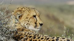 Big Male Cheetah - Lying on rocky outcrop. Collared. Looking around from behind close