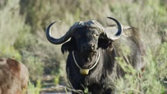 African Buffalo with tracking collar close