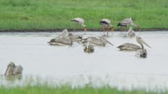 Birds feeding on drying pond in the Okavango - pelicans swimming