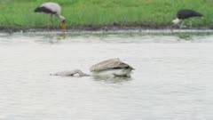 Birds feeding on drying pond in the Okavango - pelican hunting