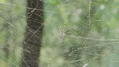Golden orb web spider spinning web