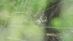 Golden orb web spider spinning web