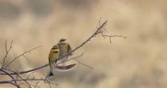 Little bee-eaters catching insects