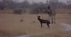 Wild dog in front of zebra