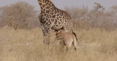 Baby giraffe drinking from mother - tilt down