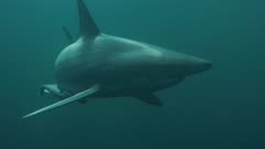 Blacktip shark swimming in the open ocean, with a a remora swimming alongside.