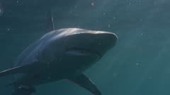 Blacktip sharks in feeding mode near the surface.