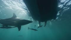 A blacktip shark patrolling beneath a dive boat.