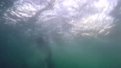 Great White Shark Breach in South Africa From Just Below Surface