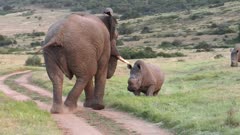 Elephant vs Rhino