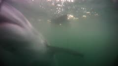 White Shark Breach (UW)