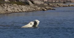 4K Polar bears playing in the water in summer