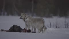 Wild wolves eating on a moose carcass during night, in Finland
