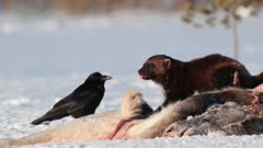 Wolverine eating on a moose carcass, Finland